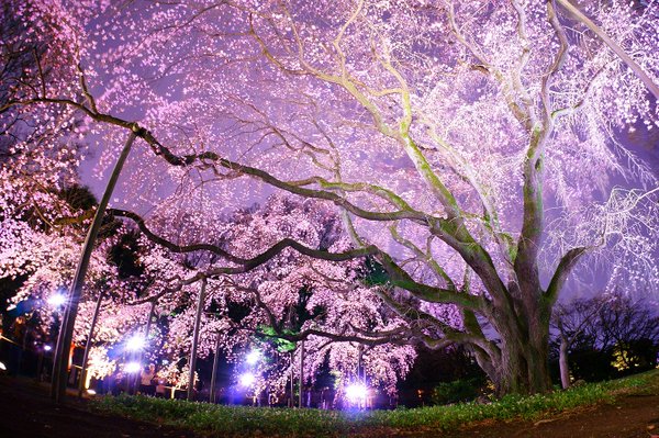 🌸桜のライトアップ始まりました🌸